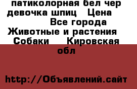 патиколорная бел/чер девочка шпиц › Цена ­ 15 000 - Все города Животные и растения » Собаки   . Кировская обл.